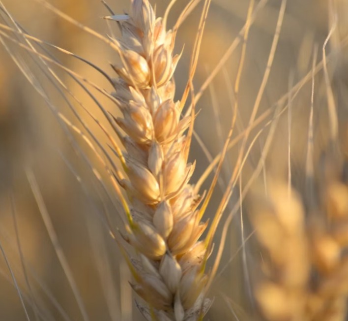 WhatsApp Image 2025-06-09 at 2.41.03 PM